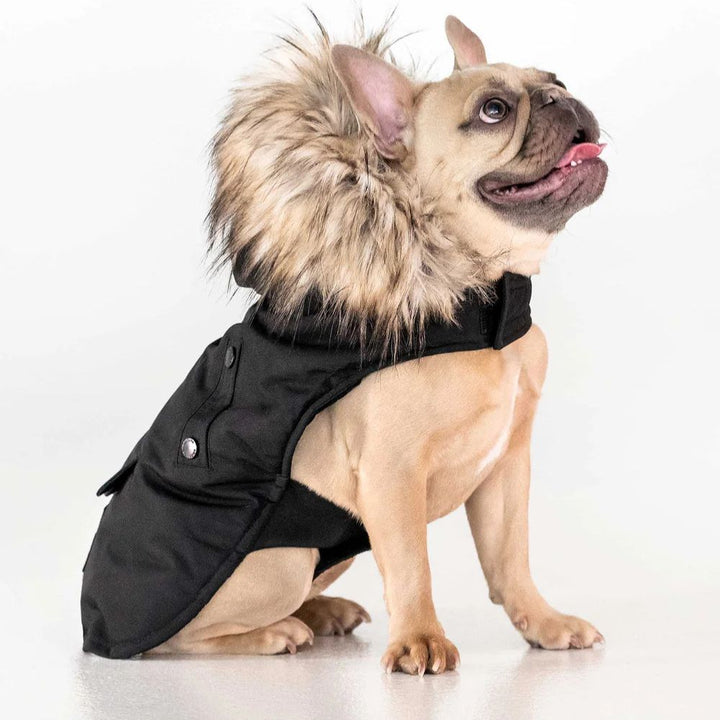 Karter Dog Coat
