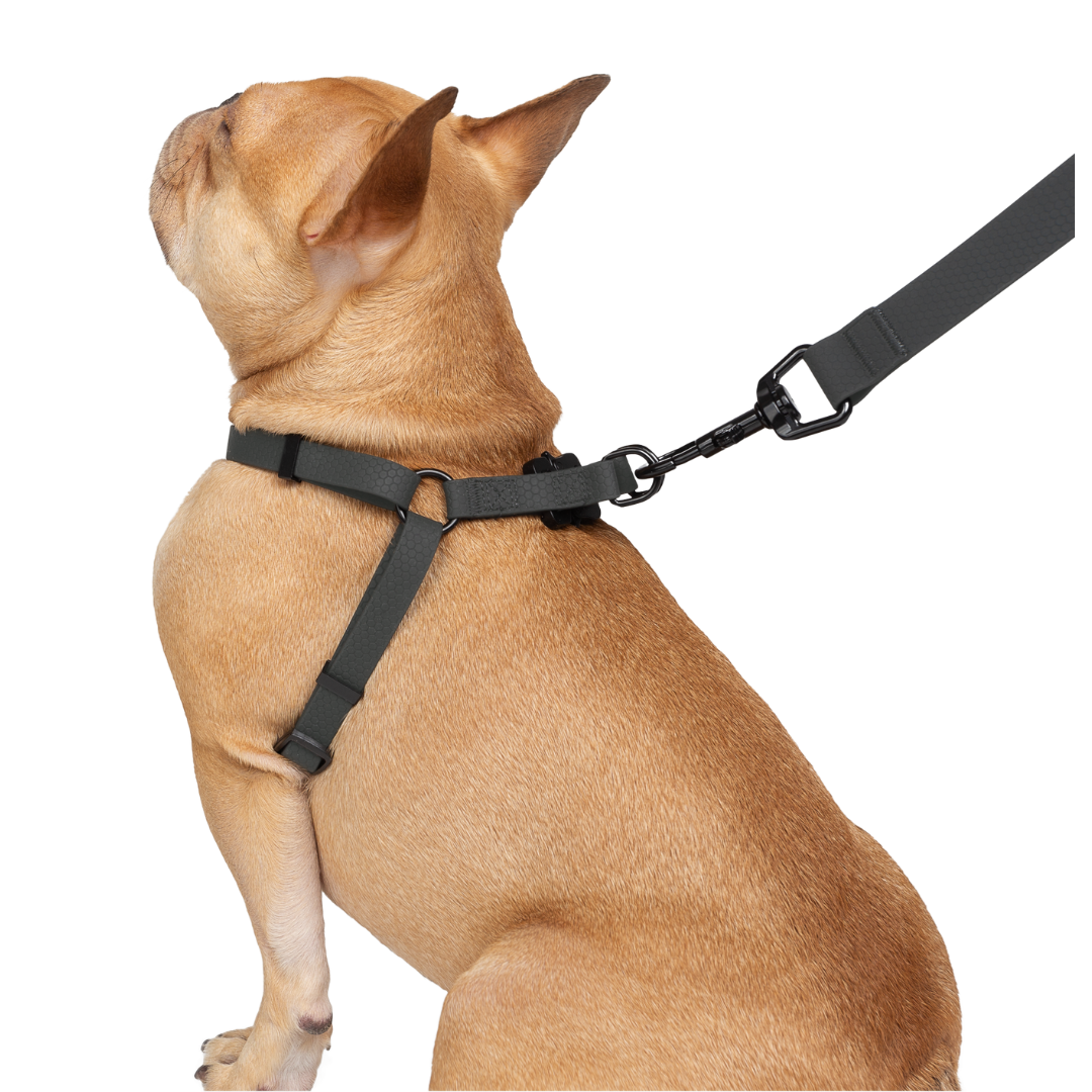 South Paw - Ensemble de promenade pour chien en silicone