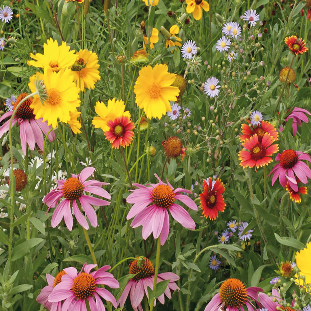 mckenzie wildflower seeds McKenzie Wildflower Seeds Pollinator Mix – CHAP Aubaines
